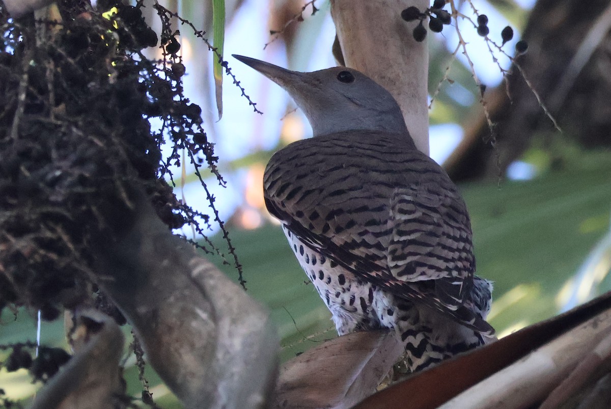 Northern Flicker - ML646703906