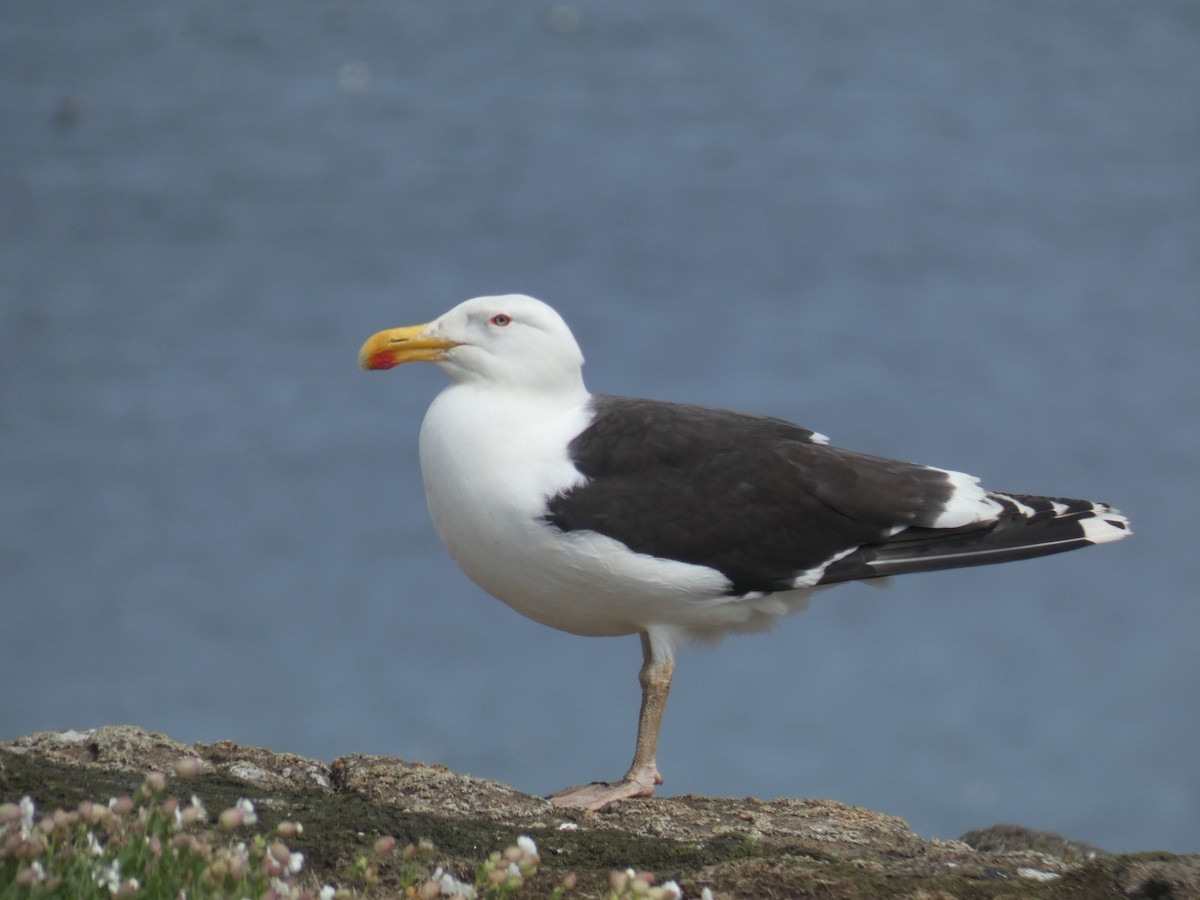 Great Black-backed Gull - ML646703907