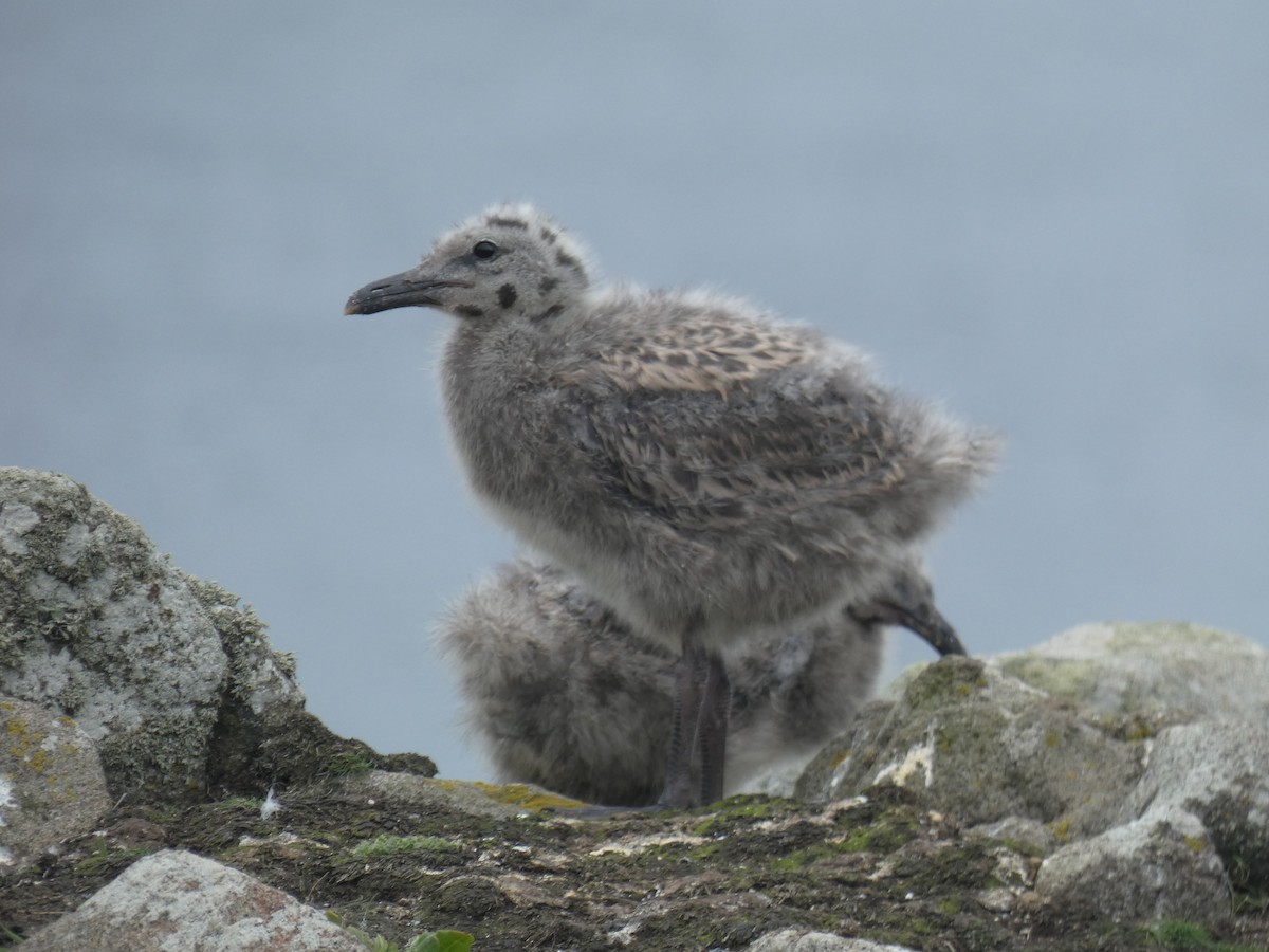 Great Black-backed Gull - ML646703908