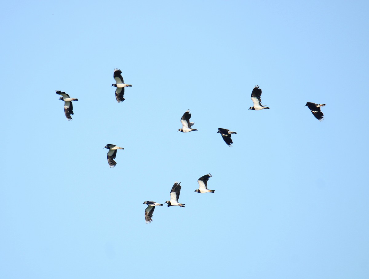 Чайка чубата - ML646703910