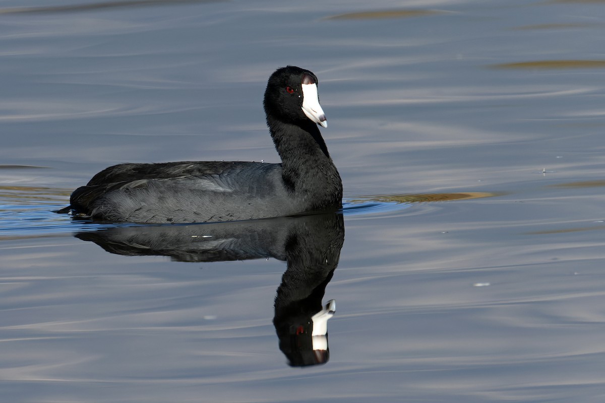 American Coot - ML646703914