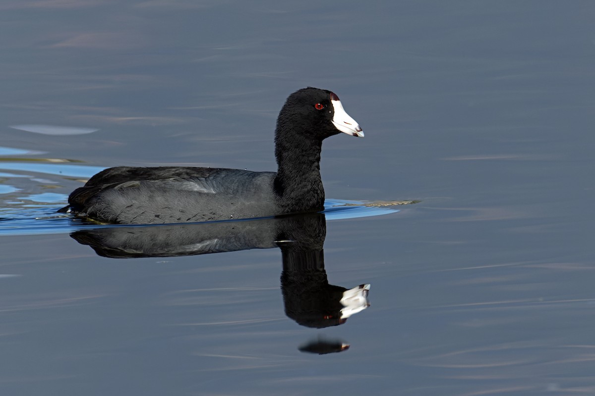 American Coot - ML646703915