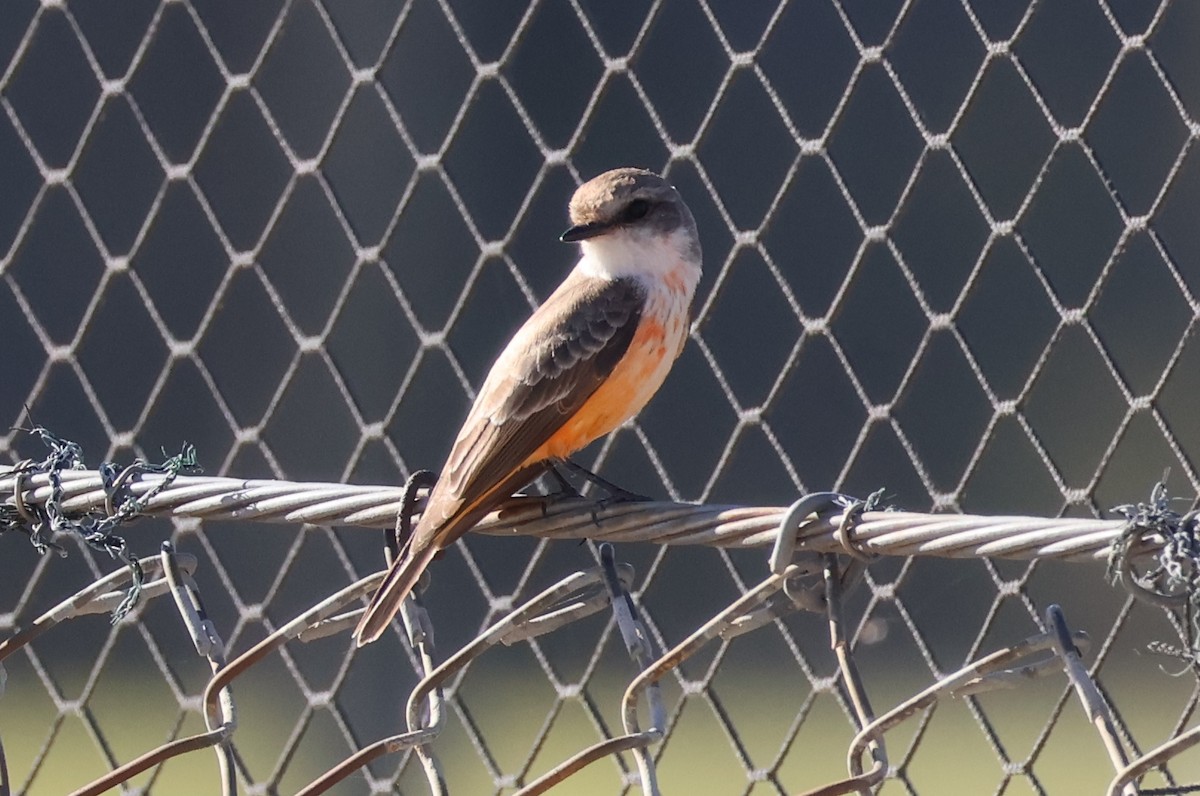 Vermilion Flycatcher - ML646703916
