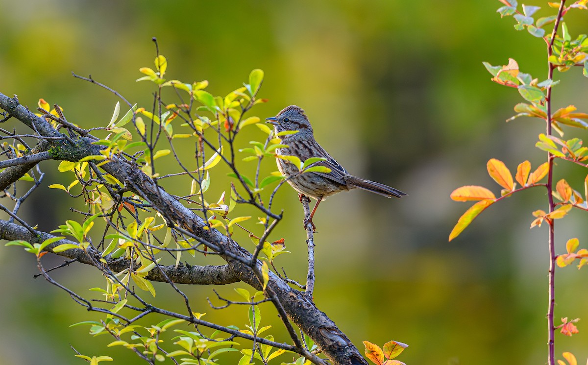 ウタスズメ - ML646703917