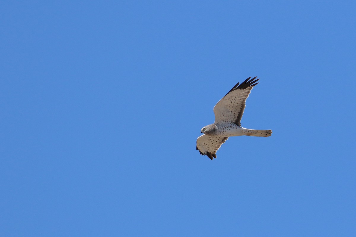 Northern Harrier - ML646703918