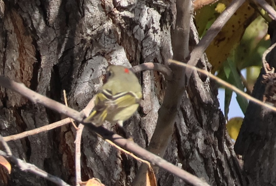 Ruby-crowned Kinglet - ML646703921