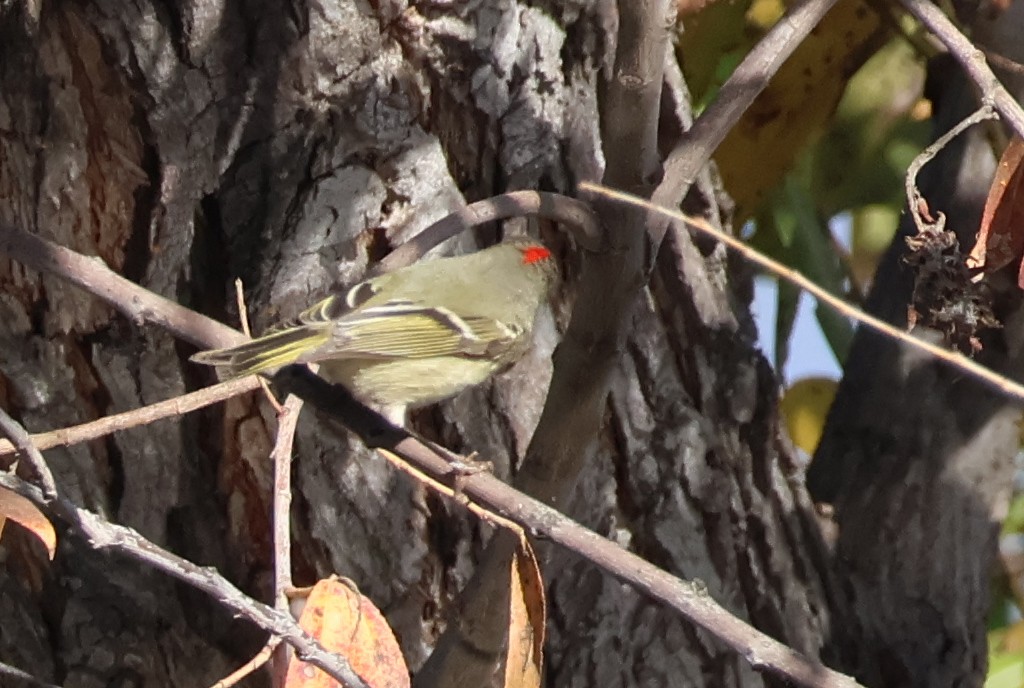 Ruby-crowned Kinglet - ML646703922