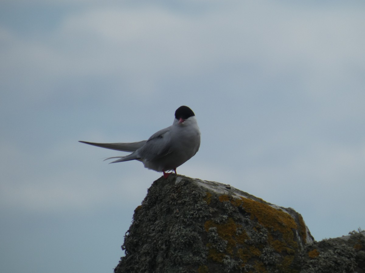 キョクアジサシ - ML646703924