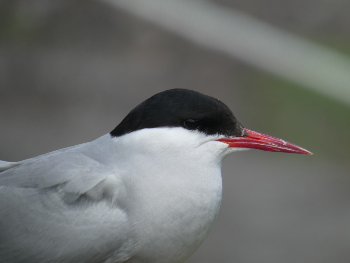 キョクアジサシ - ML646703925