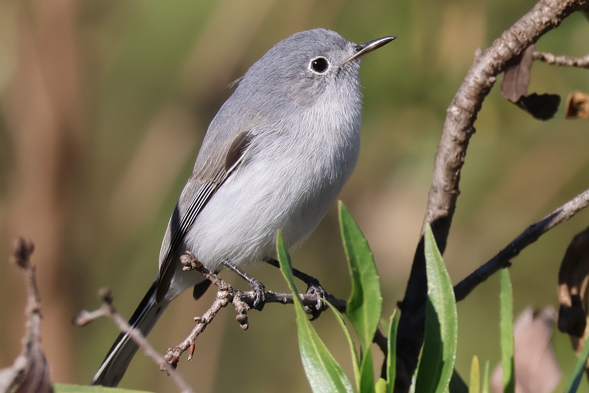 Blue-gray Gnatcatcher - ML646703927
