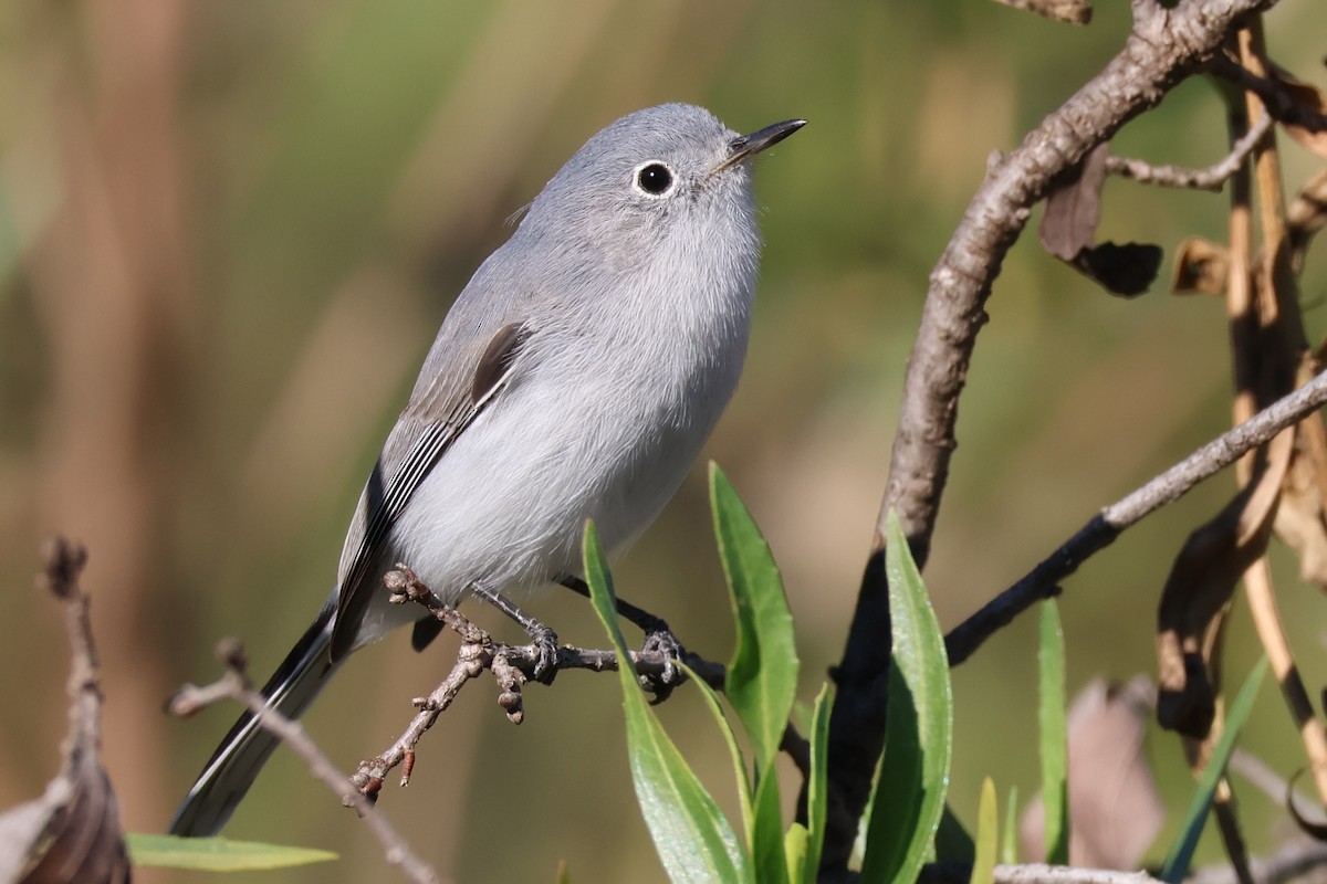 Blue-gray Gnatcatcher - ML646703928
