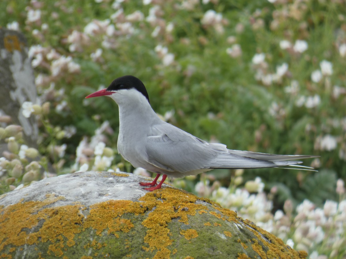 キョクアジサシ - ML646703934