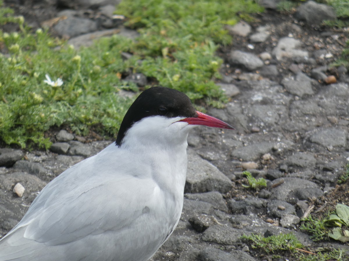 キョクアジサシ - ML646703935