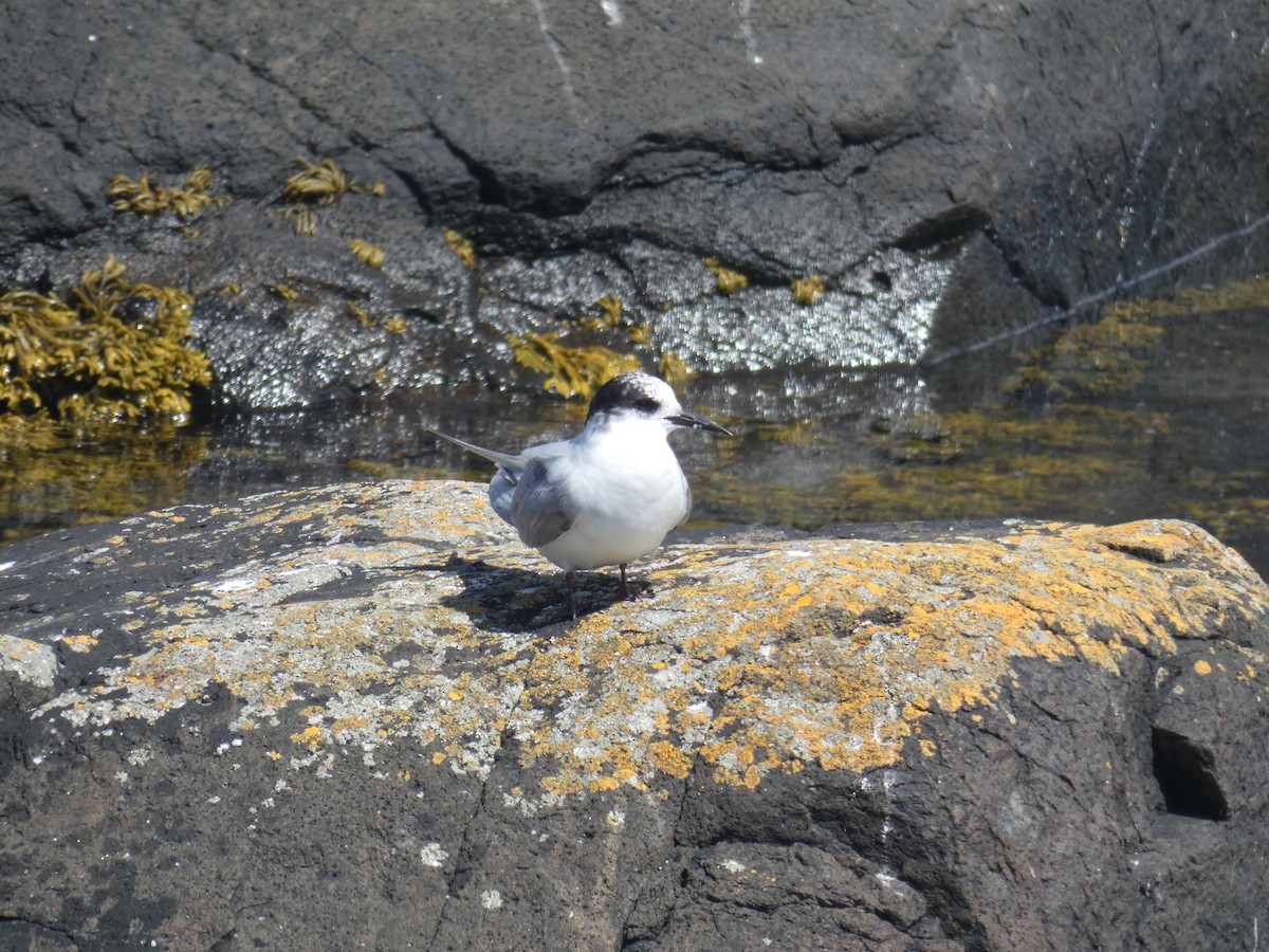 キョクアジサシ - ML646703936