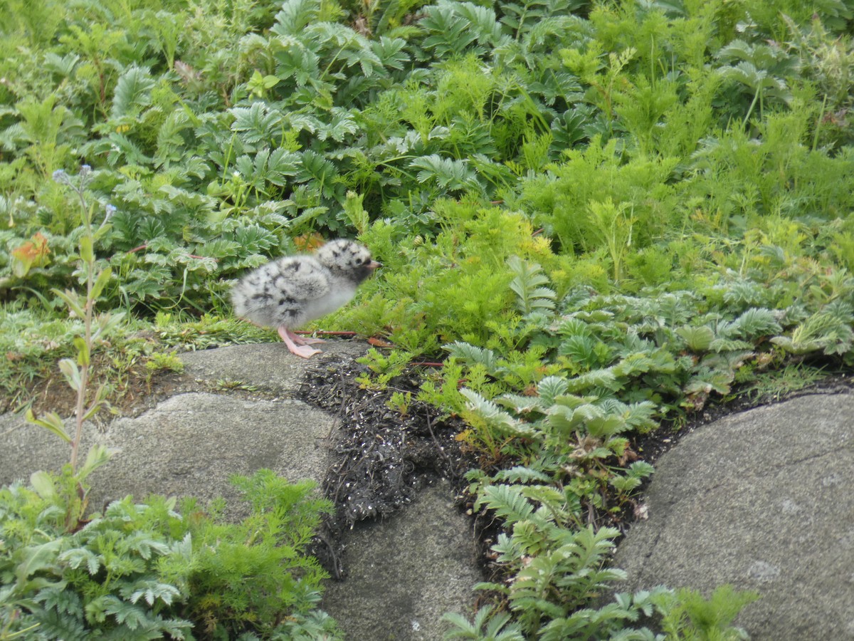 キョクアジサシ - ML646703937