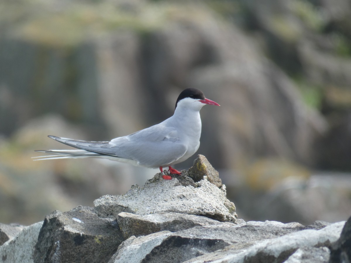 キョクアジサシ - ML646703938