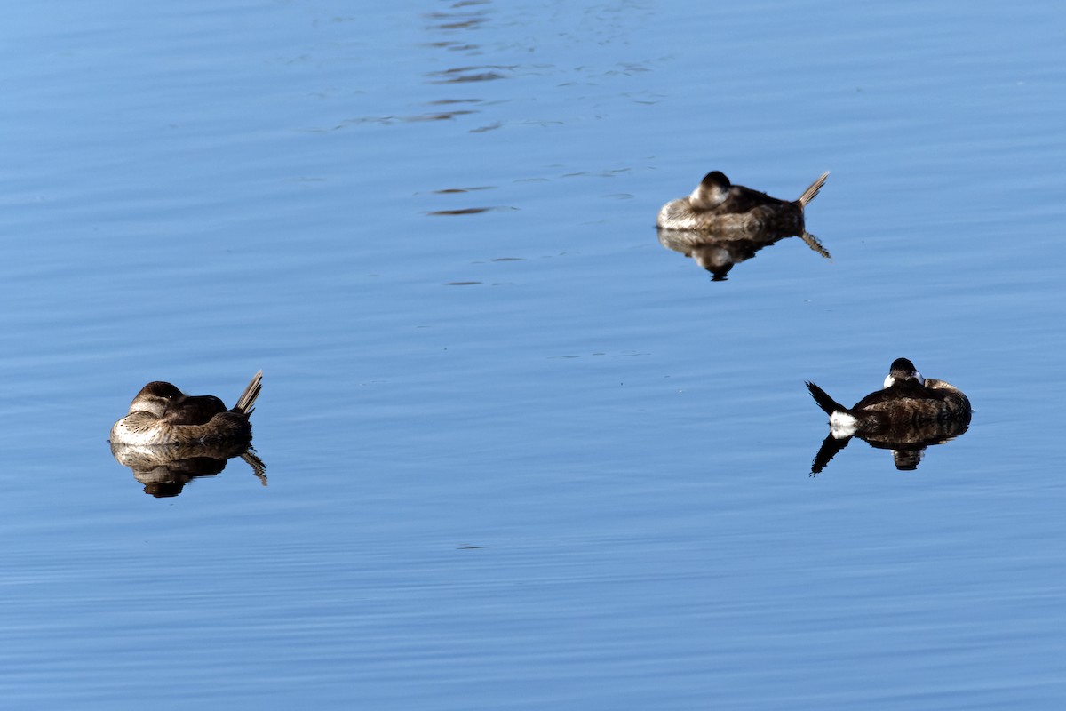 Ruddy Duck - ML646703940