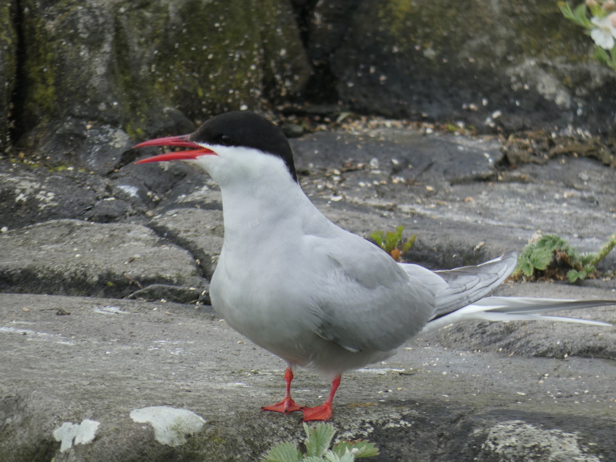 キョクアジサシ - ML646703941