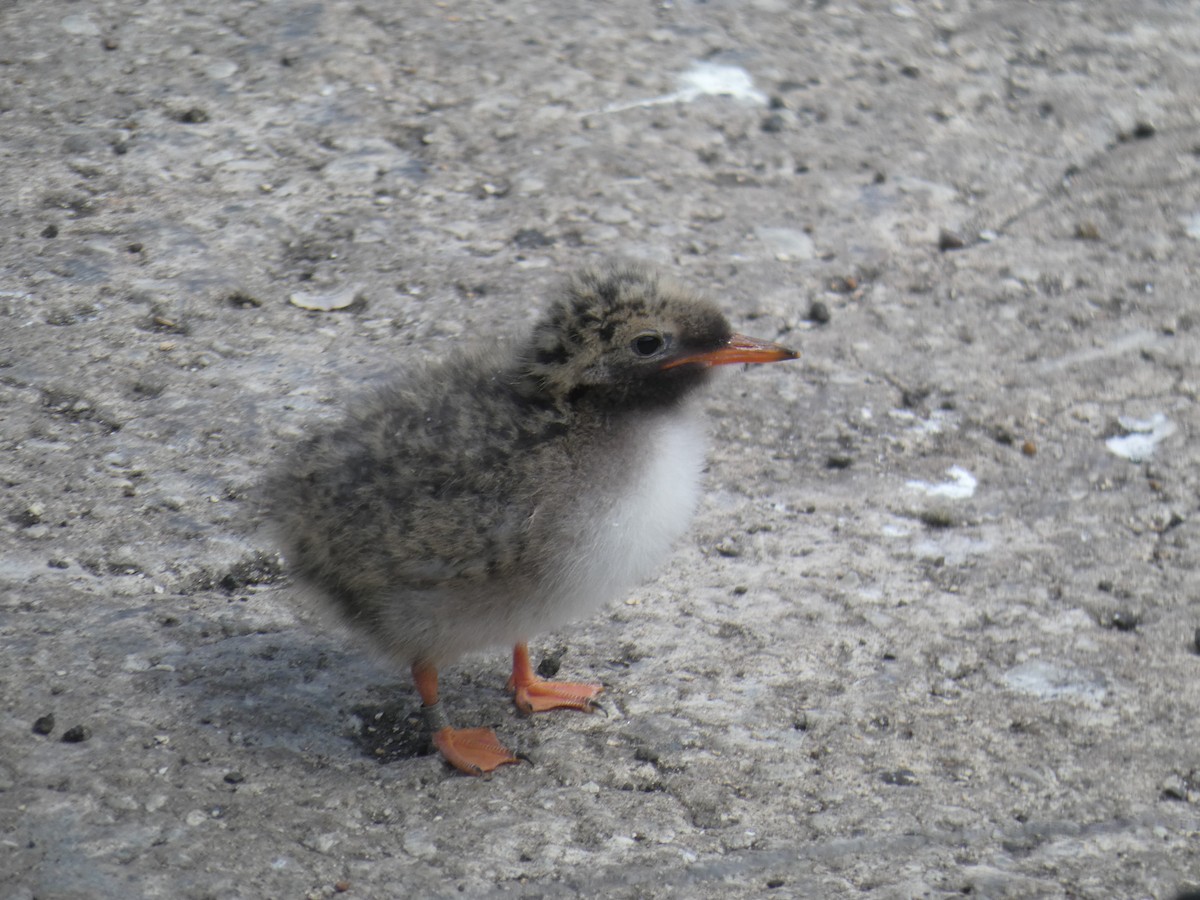 キョクアジサシ - ML646703942