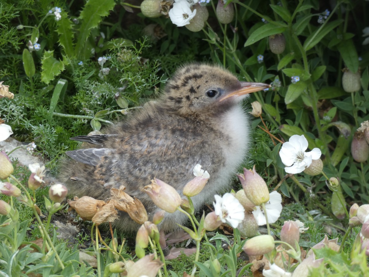 キョクアジサシ - ML646703943