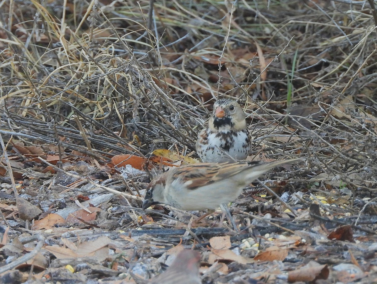 Лесная зонотрихия - ML646703947