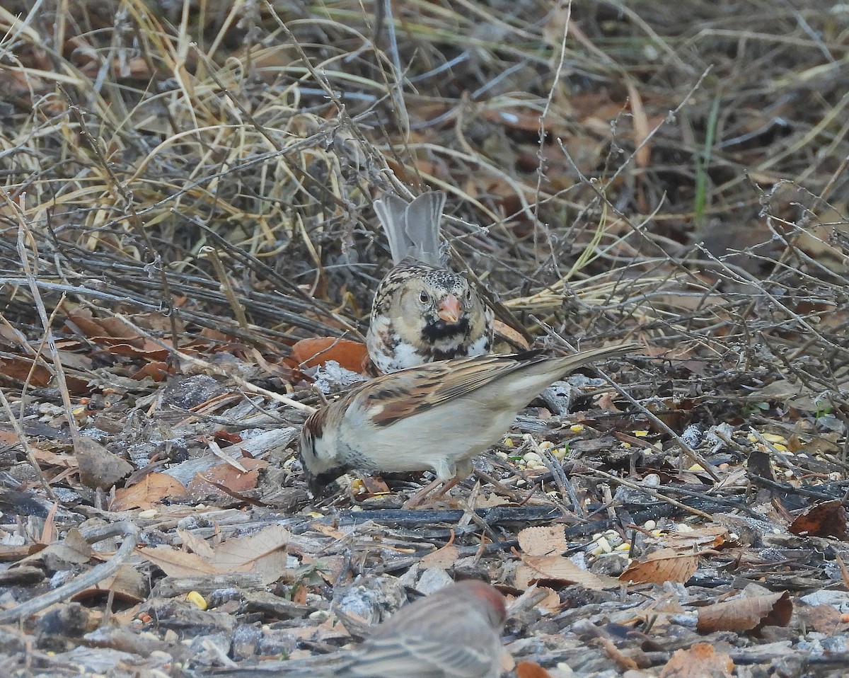 Лесная зонотрихия - ML646703948