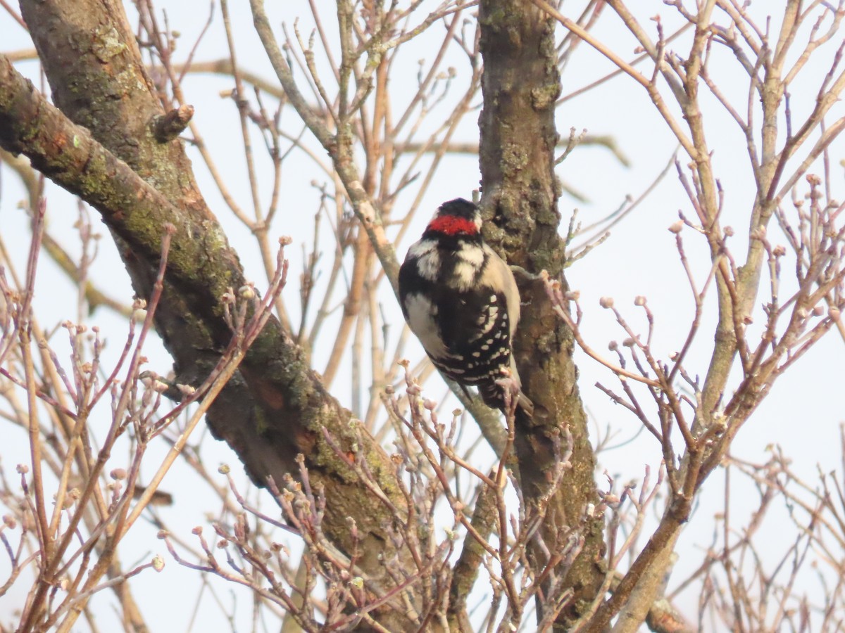 dunspett - ML646703949