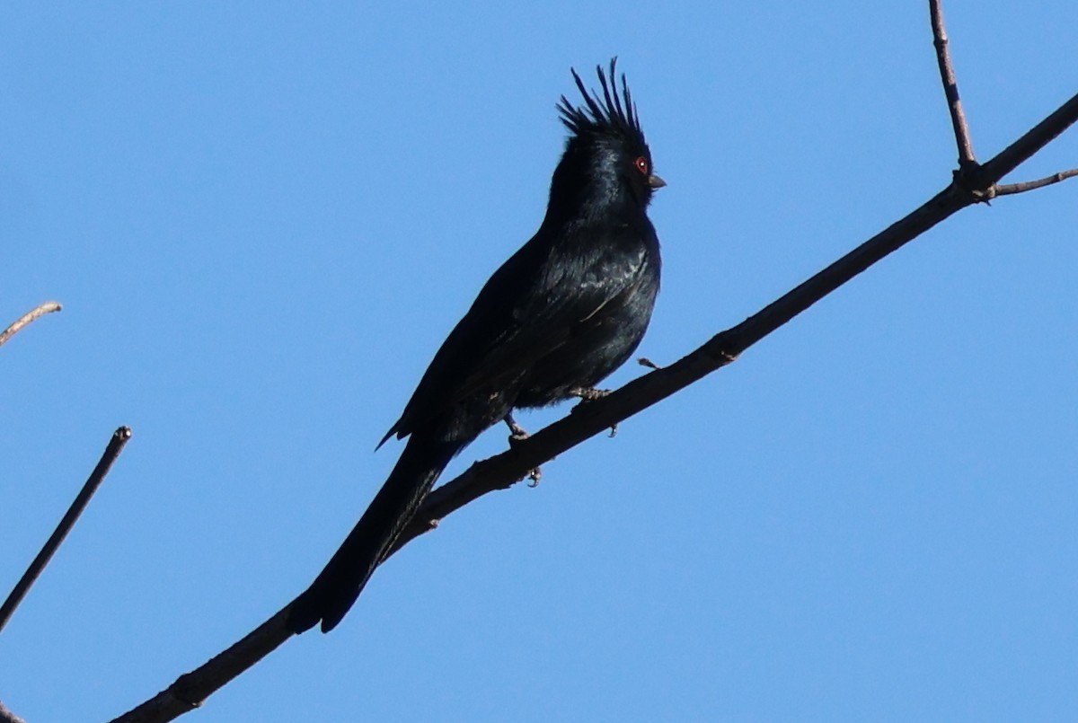 Phainopepla - ML646703950