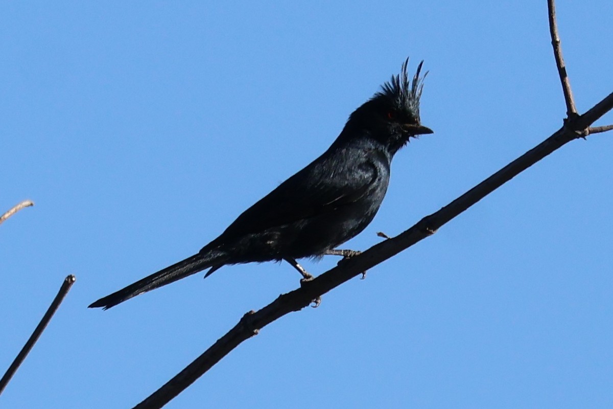 Phainopepla - ML646703951