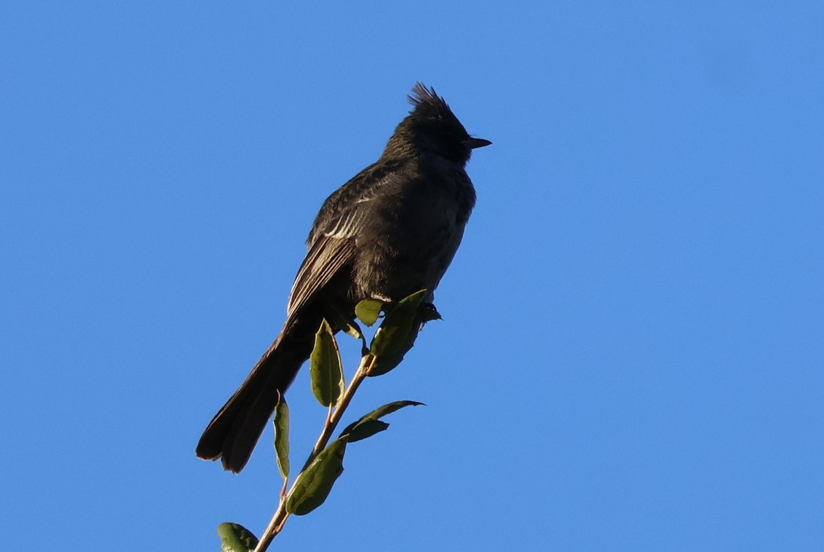 Phainopepla - ML646703952