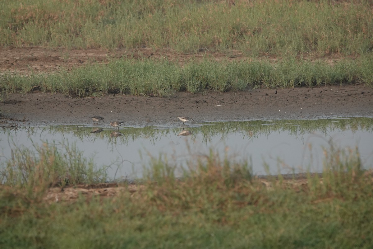Little Stint - ML646703953