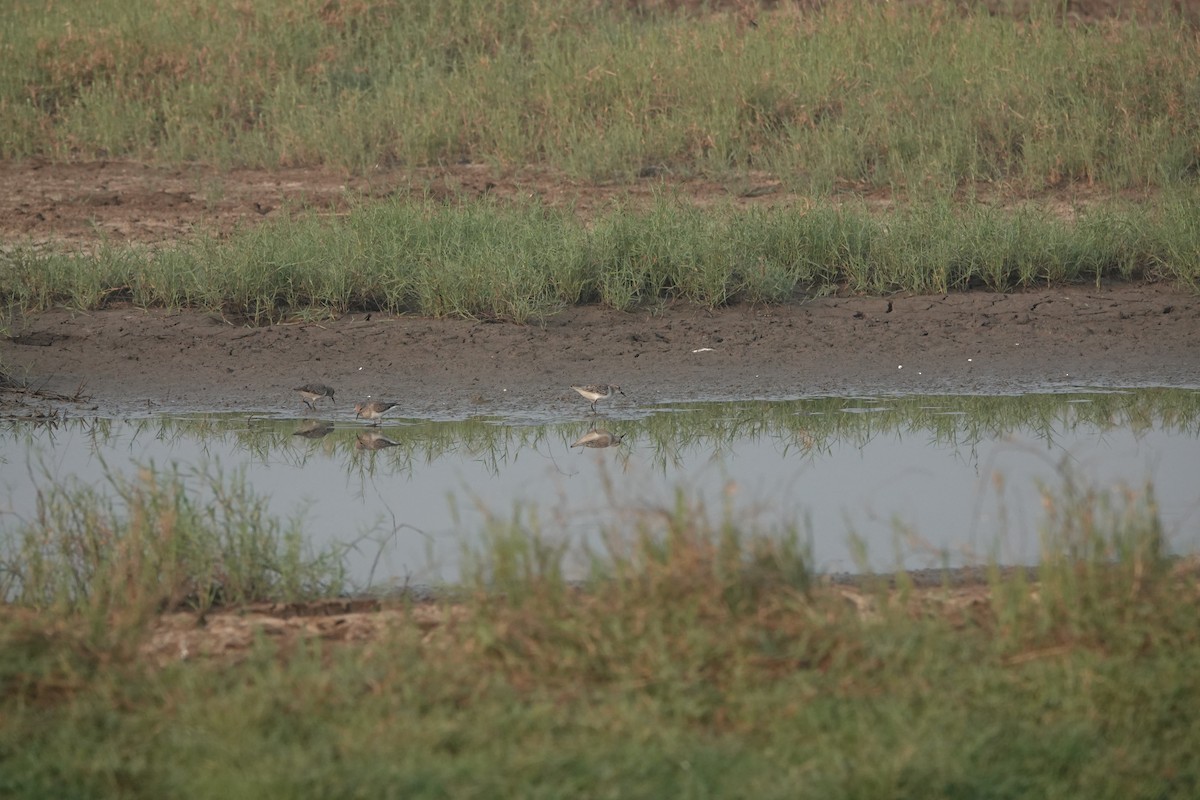 Little Stint - ML646703954