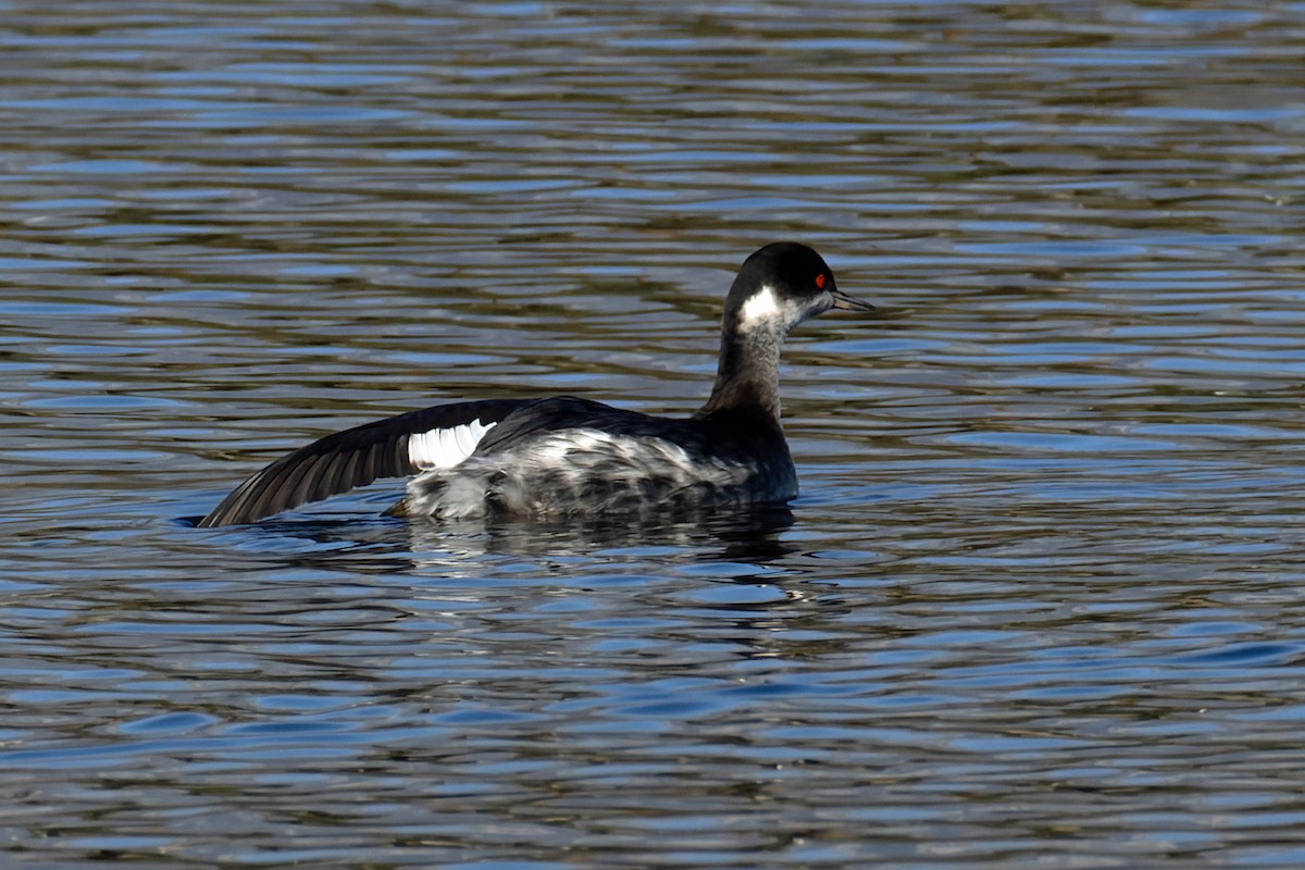 Grèbe à cou noir - ML646703956