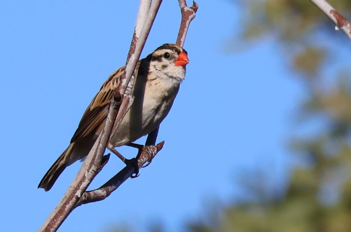 Pin-tailed Whydah - ML646703958