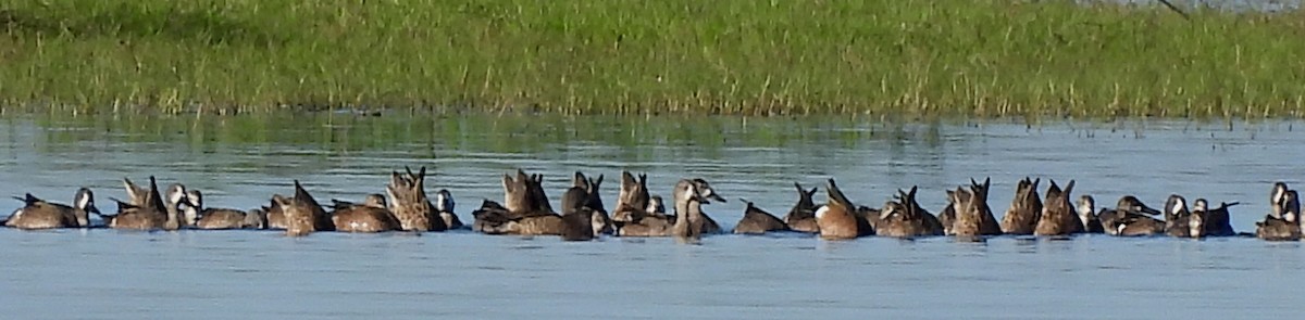 Zertzeta hegalurdina - ML646703959