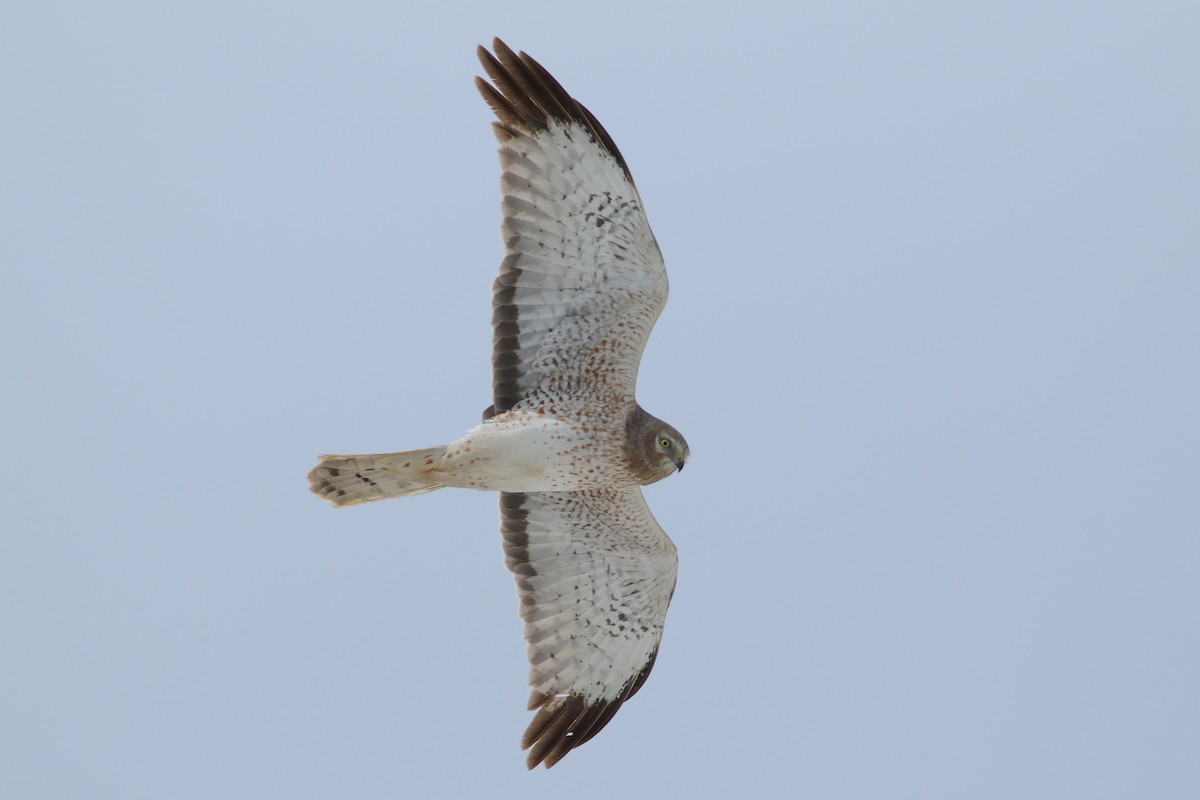 Northern Harrier - ML646703960