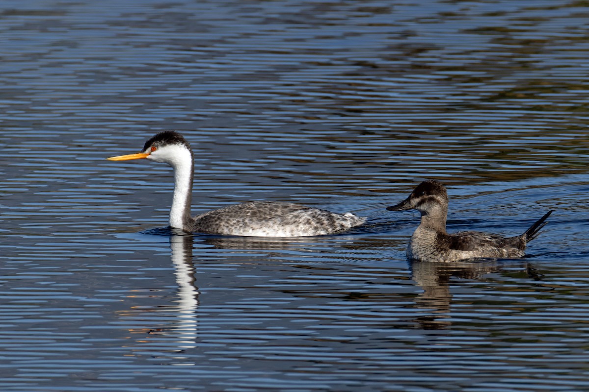 Western Grebe - ML646703964