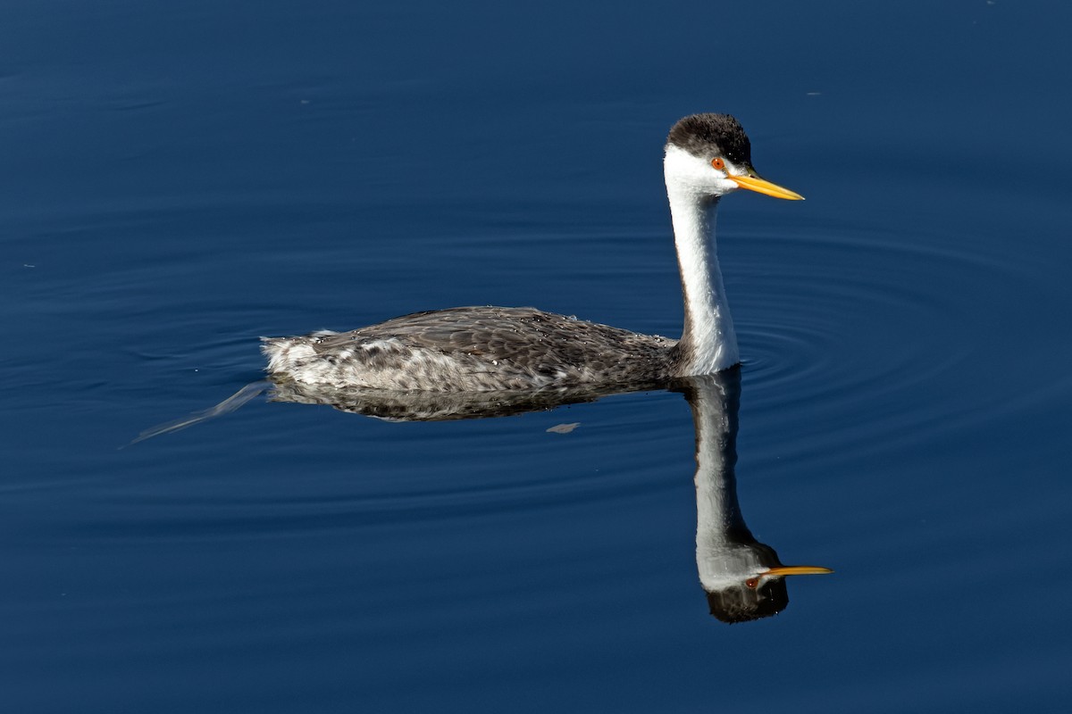 Western Grebe - ML646703965