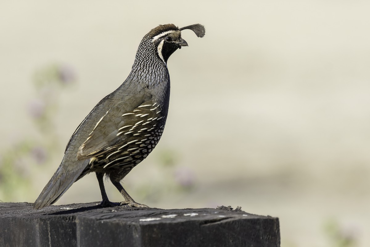 Калифорнийский перепел - ML646703967