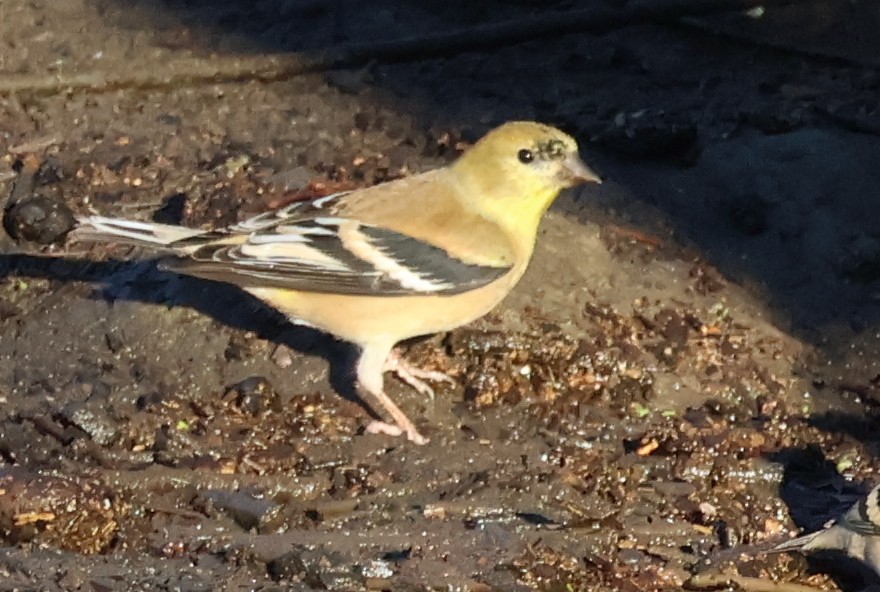 American Goldfinch - ML646703968