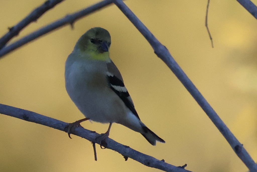 American Goldfinch - ML646703969