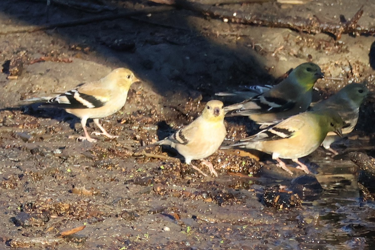 American Goldfinch - ML646703970