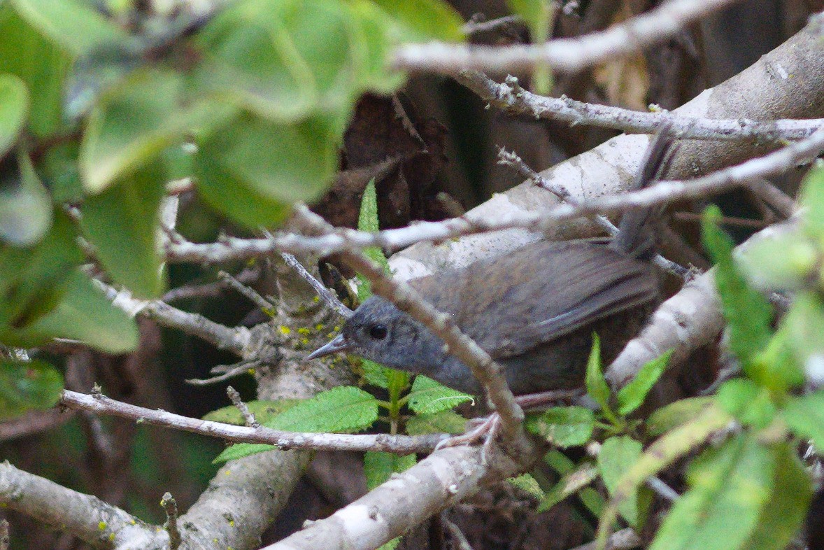 Dusky Tapaculo - ML646703971
