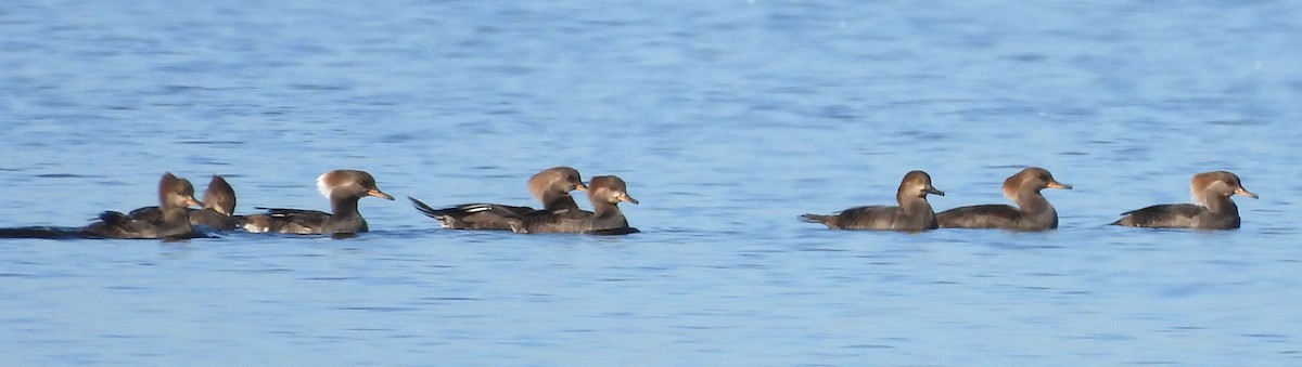 Крех жовтоокий - ML646703973