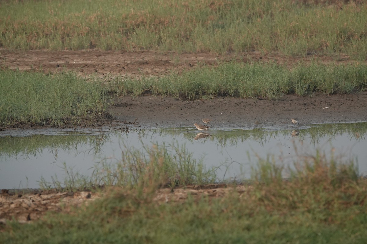 Correlimos de Temminck - ML646703974