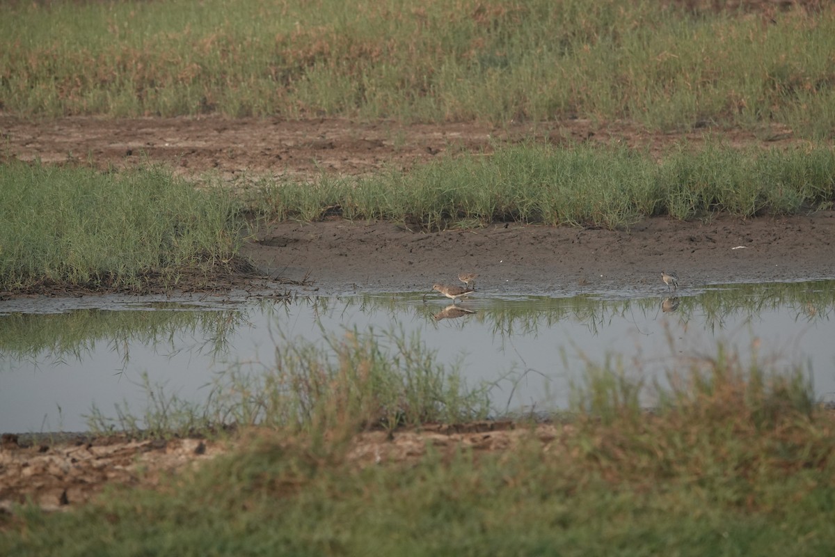 Correlimos de Temminck - ML646703975