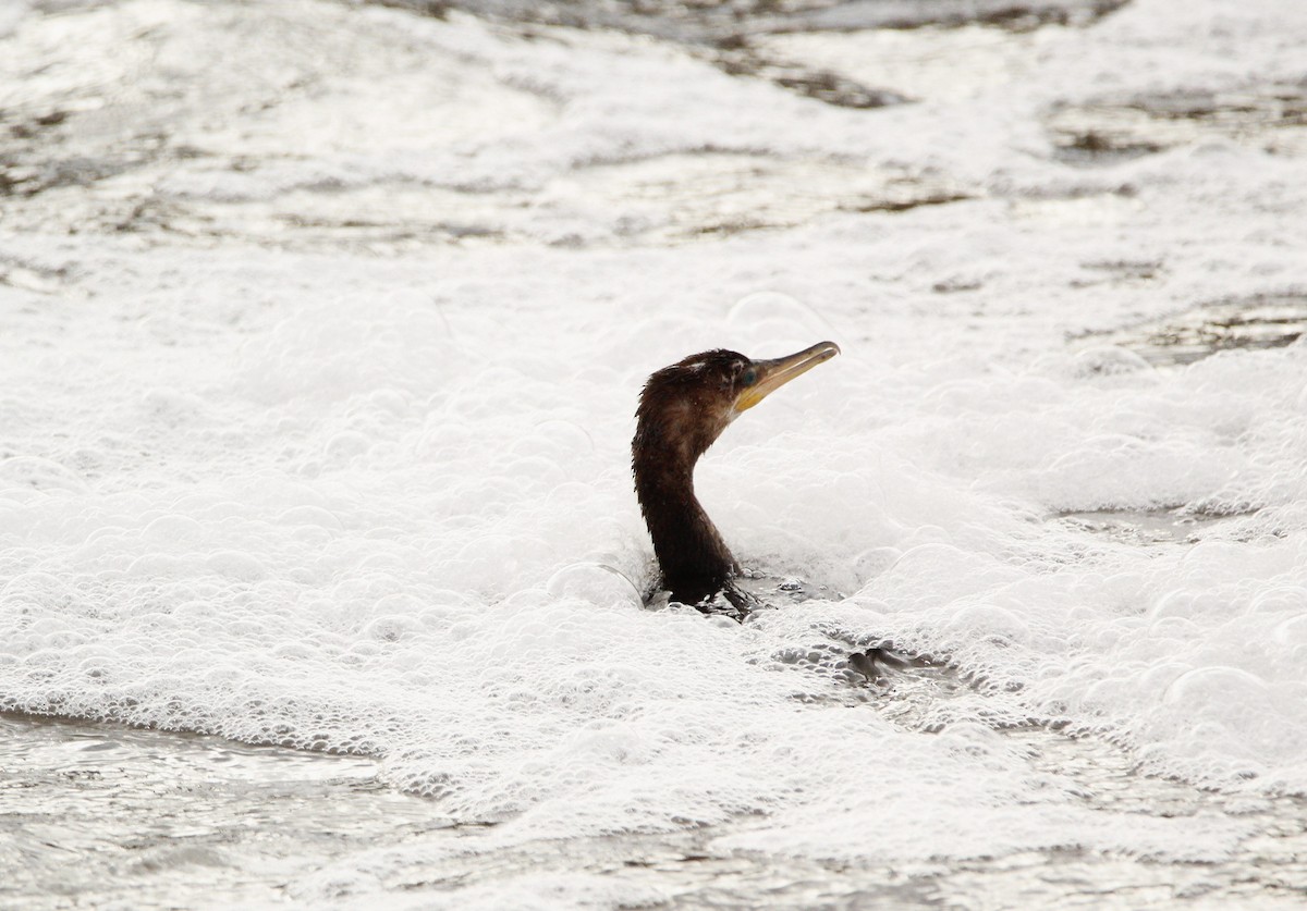 Neotropic Cormorant - ML646703976