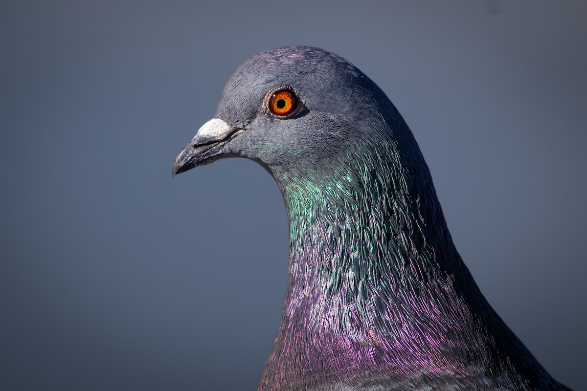 Сизый голубь (Одомашненного типа) - ML646703978