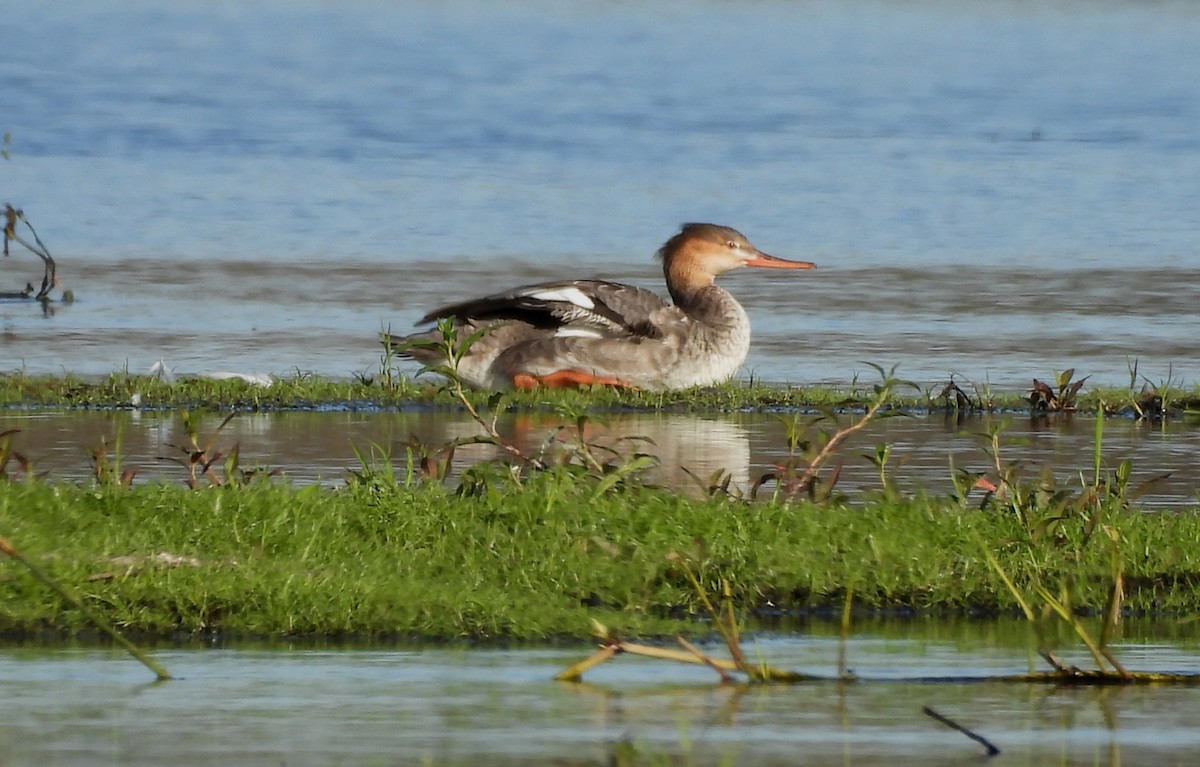 Serreta Mediana - ML646703980
