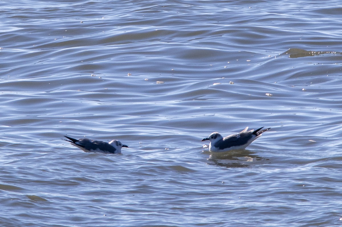 Ацтекская чайка - ML646703988